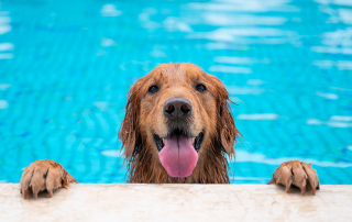 Chien Golden Retriever se baignant dans une piscine