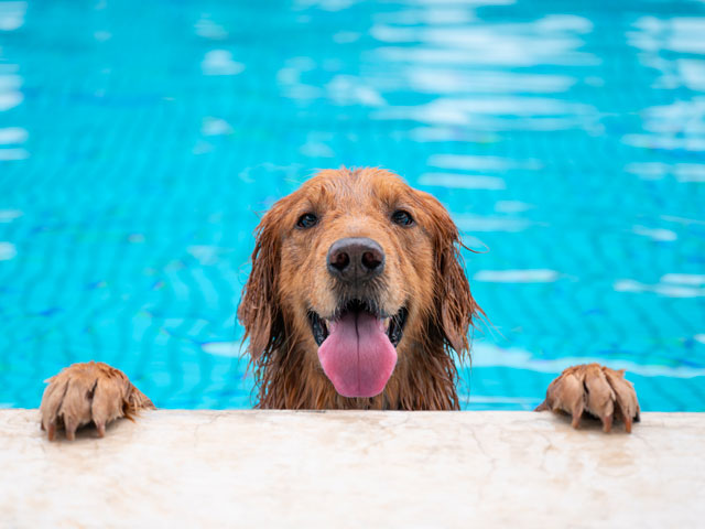 Chien Golden Retriever se baignant dans une piscine