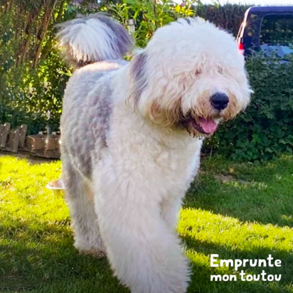 chien de race Bobtail