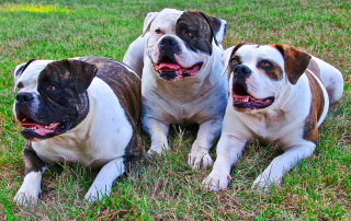 bouledogues americains blanc et marron