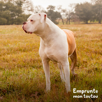 chien american bulldog blanc et marron