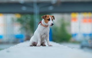 chien jack russell perdu