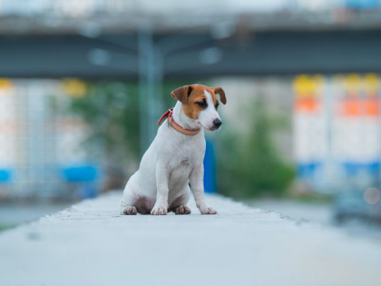 chien jack russell qui paraît perdu