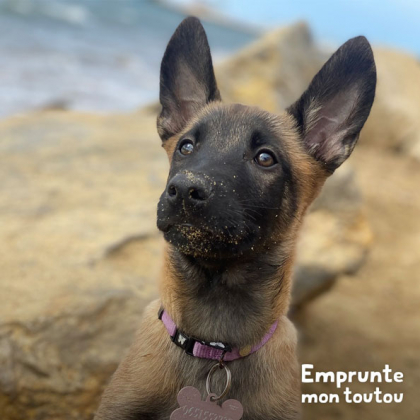 chiot malinois