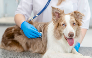 chien souffrant de leishmaniose chez le vétérinaire