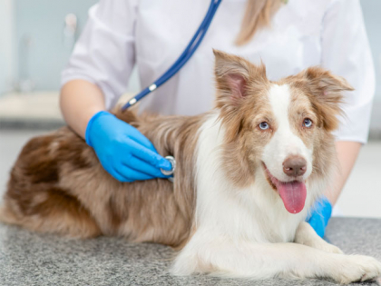 chien border collie ausculté par un vétérinaire