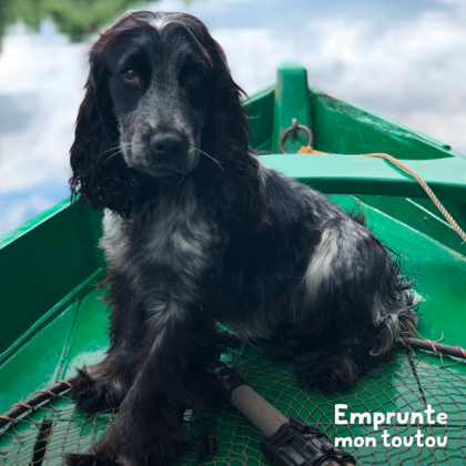 chien dans une barque