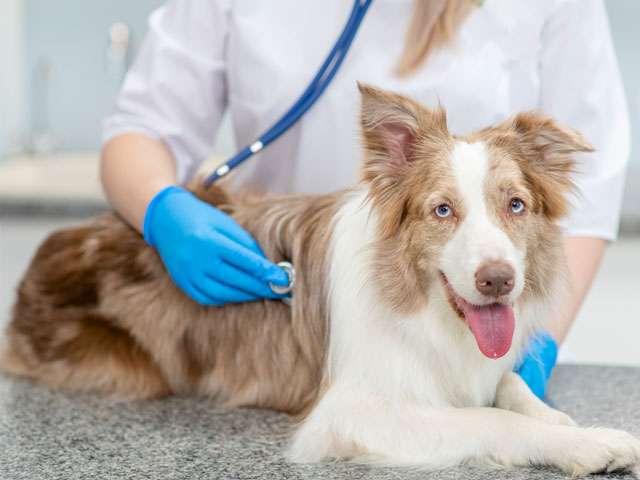 chien souffrant de leishmaniose chez le vétérinaire