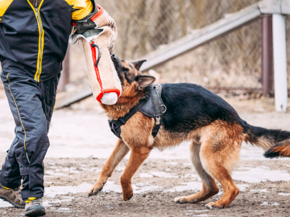 chien berger allemand pratiquant le mordant sportif