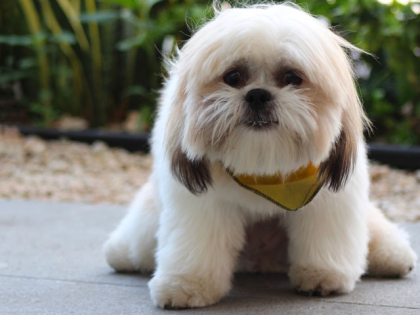 chien en train de trembler