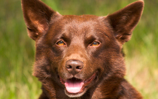 Kelpie australien