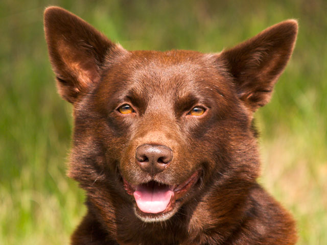 Kelpie australien