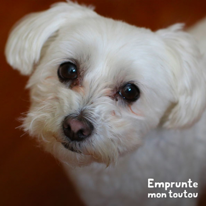 bichon maltais, une des races de chien prédisposées au syndrome du chien trembleur