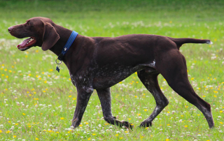 braque allemand marron