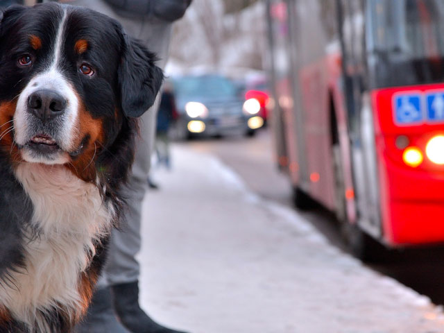 CHIEN ATTENDANT LE BUS