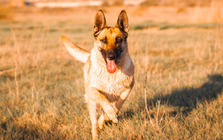 chien pratiquant le Travail en Campagne