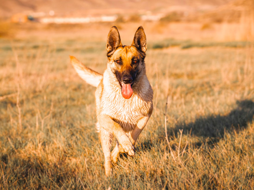 chien pratiquant le Travail en Campagne