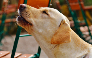 chien labrador sable qui hurle comme un loup