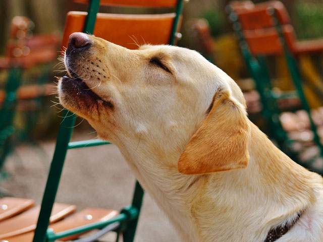 chien labrador sable qui hurle comme un loup