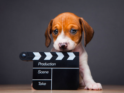 chien de cinema