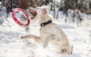 chien jouant dans la neige