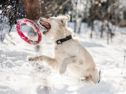 chien robuste jouant dans laneige
