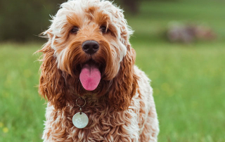 chien cockapoo, croisé cocker et caniche