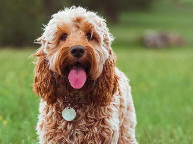 chien cockapoo, croisé cocker et caniche