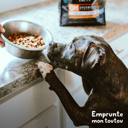 chien nourri avec des croquettes