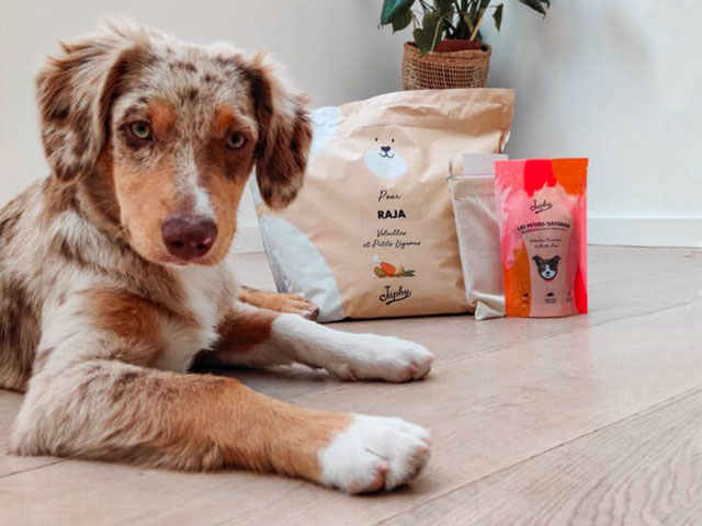 chiot berger australien posant devant ses croquettes