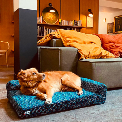 chien se reposant sur son panier