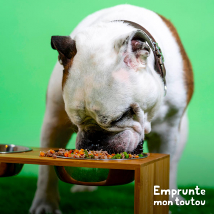 chien bouledogue anglais mangeant une ration ménagère