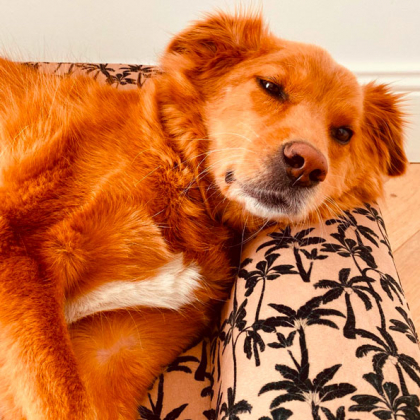 chien à moitié endormi sur son panier