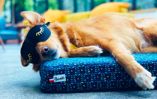 chien dormant sur son panier avec un masque sur les yeux