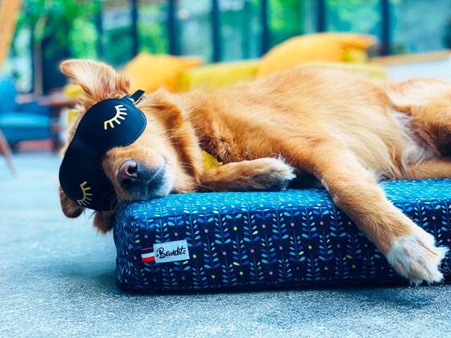 chien dormant sur son panier avec un masque sur les yeux