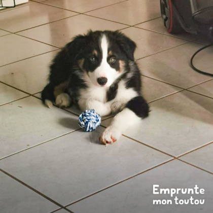 CHIOT BORDER COLLIE NOIR ET BLANC