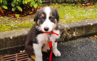 CHIOT BORDER COLLIE NOIR, BLANC ET FEU