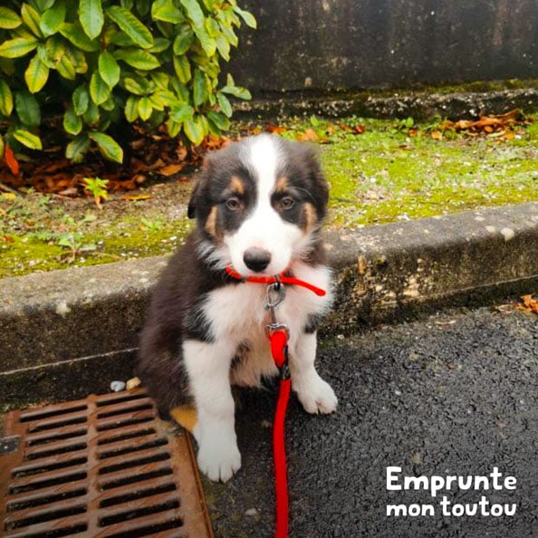 CHIOT BORDER COLLIE NOIR, BLANC ET FEU