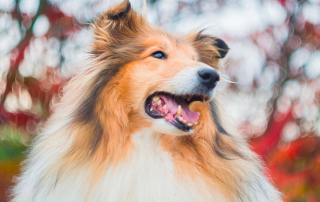 chien colley à poil long zibeline et blanc