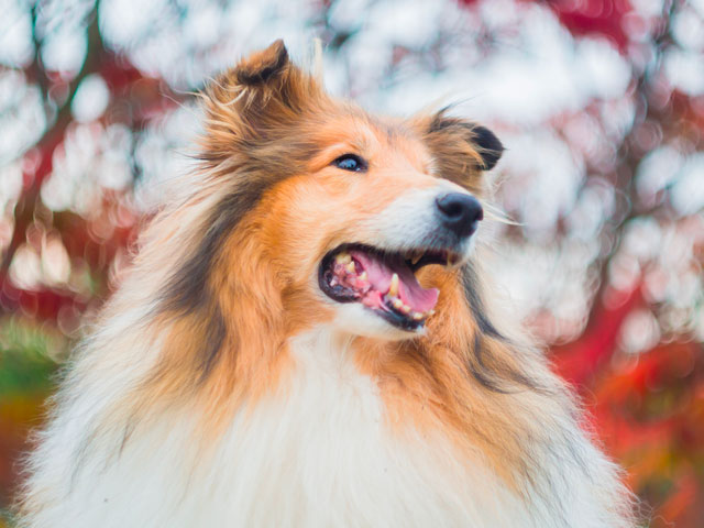 chien colley à poil long zibeline et blanc