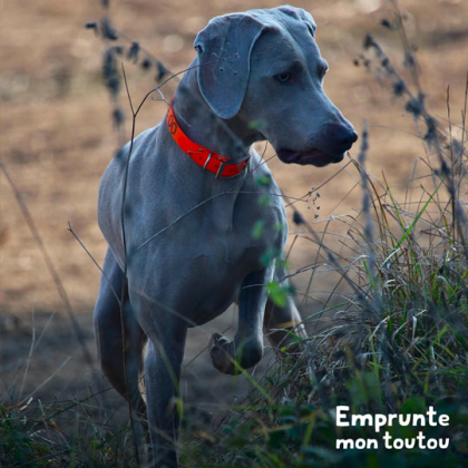 chien levant une de ses pattes avant