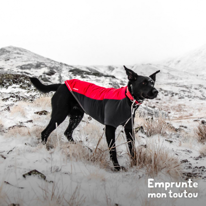 chien noir portant un manteau rouge et noir