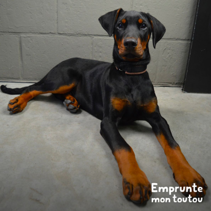 chiot Dobermann noir et feu