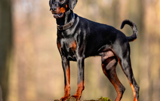 chien de race Dobermann noir et feu