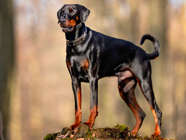 chien de race Dobermann noir et feu