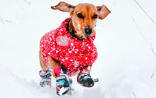 chien teckel portant un manteau pour chien