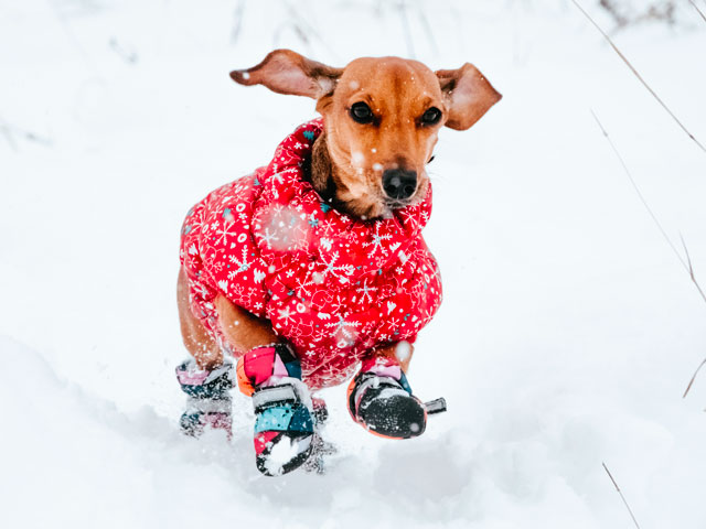 chien teckel portant un manteau pour chien