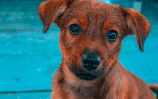 chien à la piscine