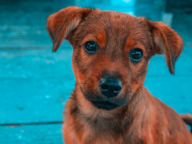 chien à la piscine