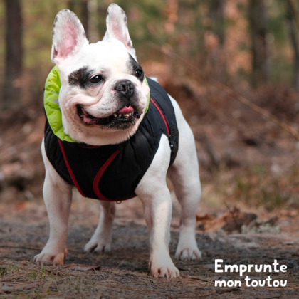 chien bouledogue français portant un manteau pour chien